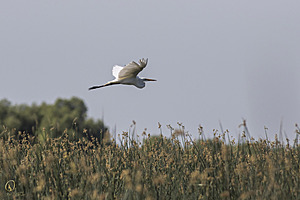 YBW_PR17_IMG_9041.jpg