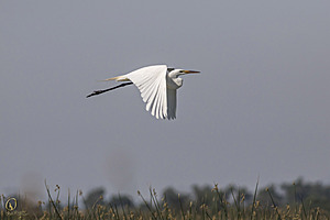 YBW_PR17_IMG_9059.jpg