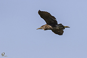 YBW_PR17_IMG_9159.jpg
