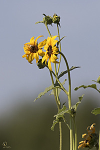 YBW_PR17_IMG_9231.jpg