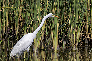 YBW_PR17_IMG_9236.jpg