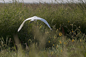 YBW_PR17_IMG_1972.jpg