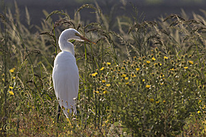 YBW_PR17_IMG_2018.jpg