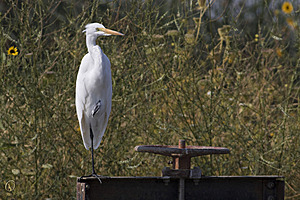 YBW_PR17_IMG_2119.jpg