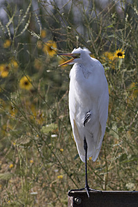 YBW_PR17_IMG_2164.jpg