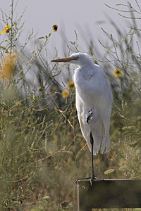 YBW_PR17_IMG_2174.jpg