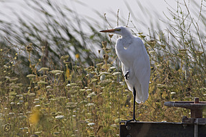 YBW_PR17_IMG_2176.jpg
