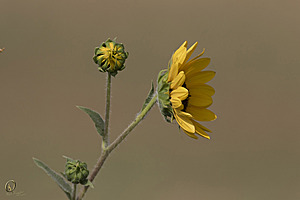 YBW_PR17_IMG_2192.jpg