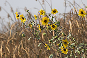 YBW_PR17_IMG_2201.jpg