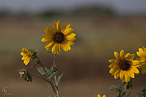 YBW_PR17_IMG_9119.jpg