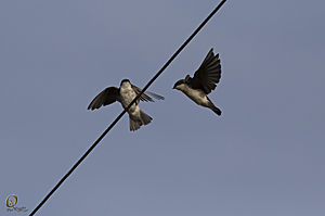 YB_PR_IMG_9767.jpg