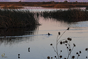 YBW_PR17_IMG_1111.jpg