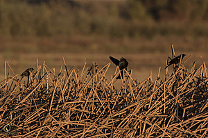 YBW_PR17_IMG_1240.jpg