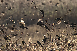 YBW_PR17_IMG_1384.jpg