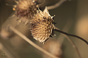 YBW_PR17_IMG_1424.jpg