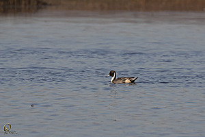 YBW_PR17_IMG_1441.jpg