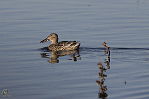 YBW_PR17_IMG_1456.jpg
