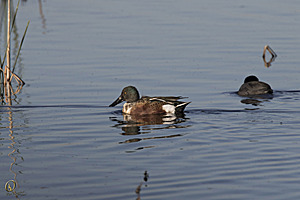 YBW_PR17_IMG_1460.jpg