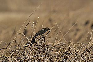 YBW_PR17_IMG_1503.jpg