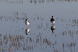 YBW_PR17_IMG_1517.jpg