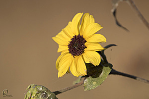 YBW_PR17_IMG_1518.jpg