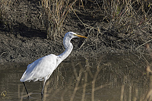 YBW_PR17_IMG_1532.jpg