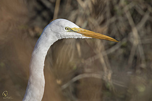 YBW_PR17_IMG_1542.jpg