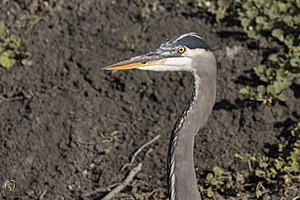 YBW_PR17_IMG_1595.jpg