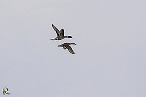 YB_PH17_IMG_5081.jpg