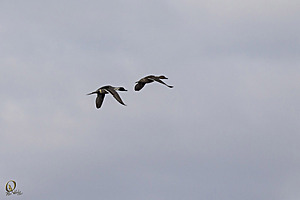 YB_PH17_IMG_5087.jpg