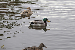 DA_PH18_IMG_3169.jpg