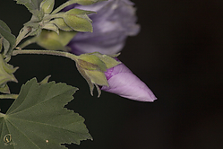 DA_PH18_IMG_3316.jpg