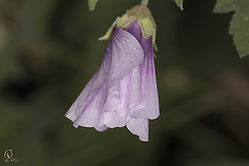 DA_PH18_IMG_3323.jpg