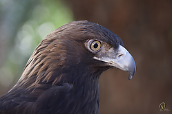 Raptors_PH18_IMG_3527.jpg