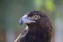 Raptors_PH18_IMG_3537.jpg