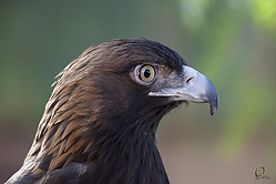 Raptors_PH18_IMG_3545.jpg