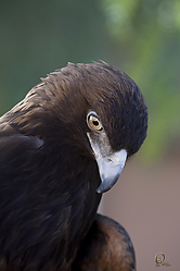 Raptors_PH18_IMG_3549.jpg