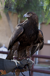 Raptors_PH18_IMG_3550.jpg