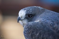 Raptors_PH18_IMG_3554.jpg