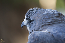 Raptors_PH18_IMG_3557.jpg