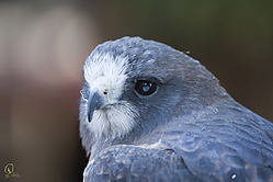 Raptors_PH18_IMG_3559.jpg