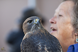 Raptors_PH18_IMG_3562.jpg