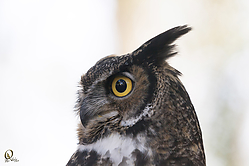 Raptors_PH18_IMG_3568.jpg