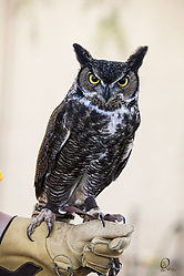 Raptors_PH18_IMG_3578.jpg