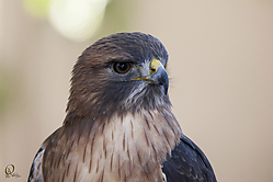 Raptors_PH18_IMG_3581.jpg