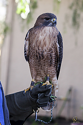 Raptors_PH18_IMG_3587.jpg