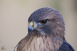 Raptors_PH18_IMG_3591.jpg