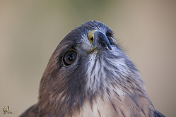 Raptors_PH18_IMG_3595.jpg