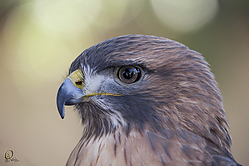 Raptors_PH18_IMG_3600.jpg