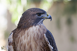 Raptors_PH18_IMG_3604.jpg